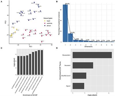 Reactivation of Atrium Genes Is a Primer for Heart Infarction or Regeneration